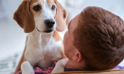 Dog Who Can’t Stop 'Gazing' at Owner's Boyfriend