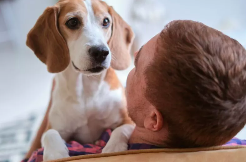 Dog Who Can’t Stop 'Gazing' at Owner's Boyfriend