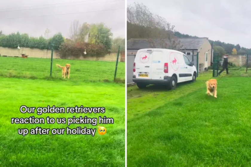 Golden Retriever's Heart-Melting Reaction to Owners' Return from Vacation