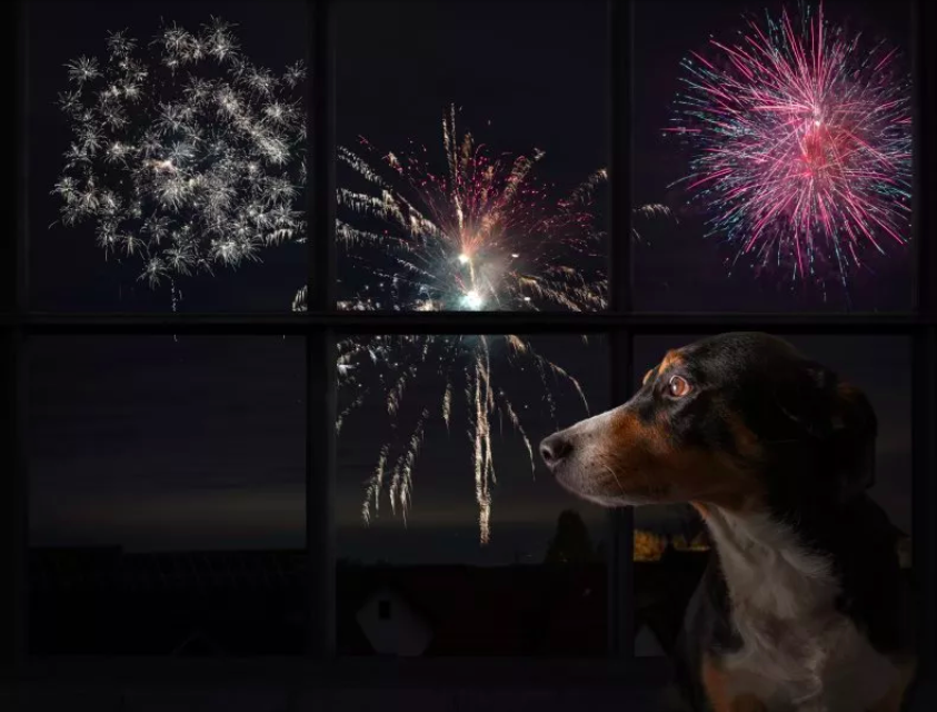 Dog Owner Worries All Week Over Fireworks