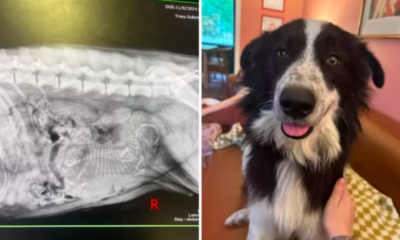 Routine Spay Appointment Reveals Shocking Secret About Rescue Dog