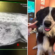 Routine Spay Appointment Reveals Shocking Secret About Rescue Dog