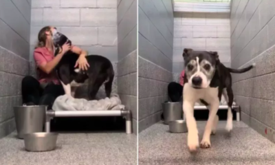 Dog Shelter's Longest Resident