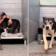 Dog Shelter's Longest Resident