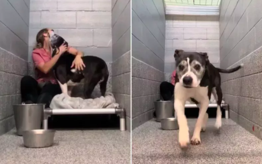 Dog Shelter's Longest Resident