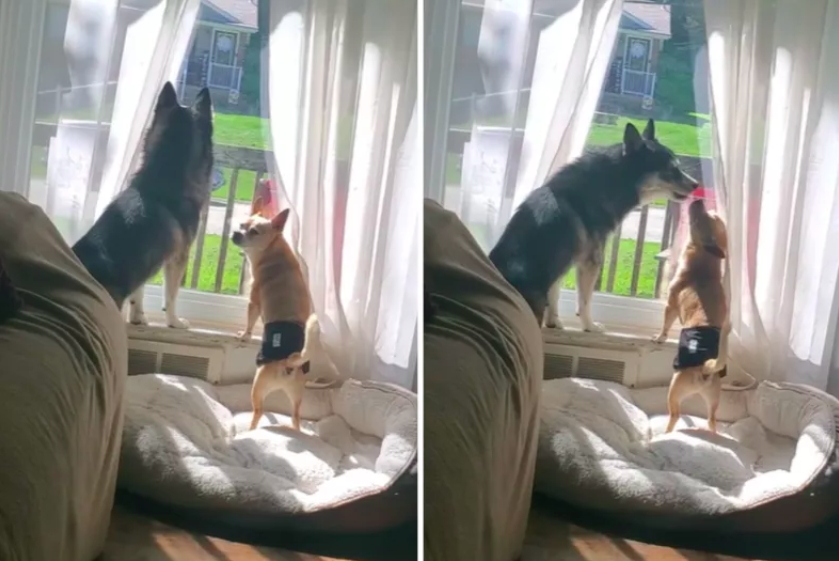 Puppy Teaches His 11-Year-Old Brother