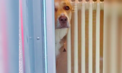 Face of Desperate Dog Caught Staring Out of Vet’s Window