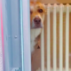 Face of Desperate Dog Caught Staring Out of Vet’s Window