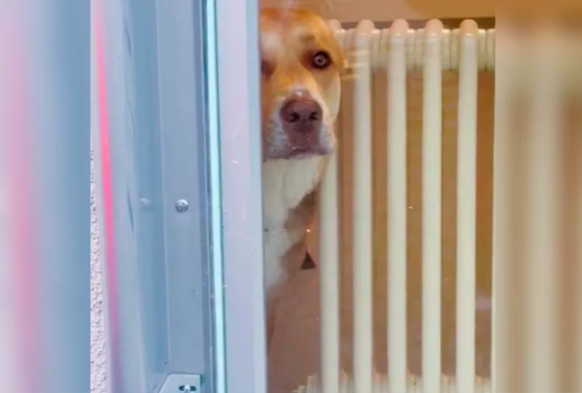 Face of Desperate Dog Caught Staring Out of Vet’s Window