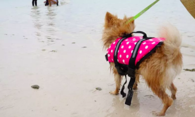 Internet Goes Wild for Tiny Dog Wearing Life Jacket