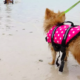 Internet Goes Wild for Tiny Dog Wearing Life Jacket