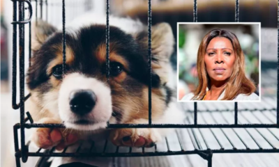 Letitia James Announces Ban on Pet Stores