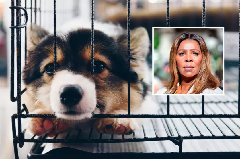 Letitia James Announces Ban on Pet Stores