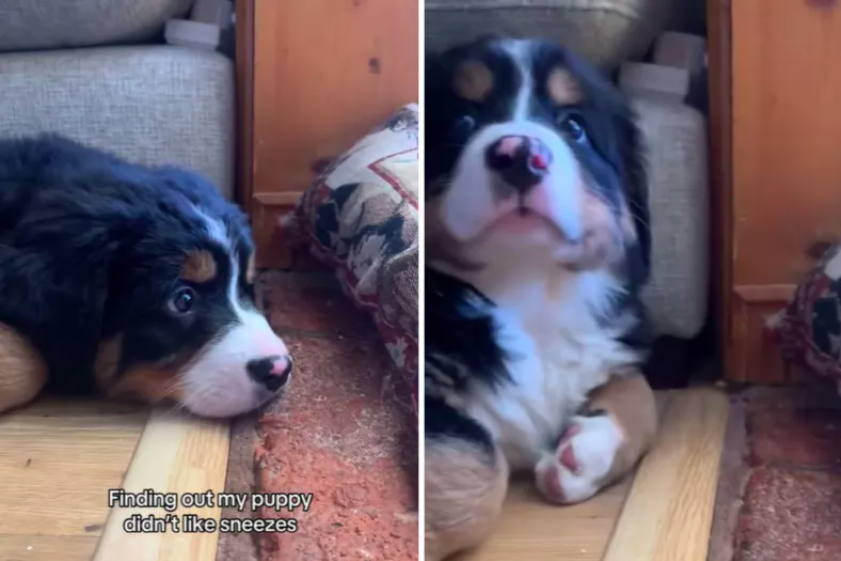 Puppy’s Adorable Reaction to Sneezing Goes Viral