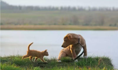 Dog Makes New Feline Friend on Walk