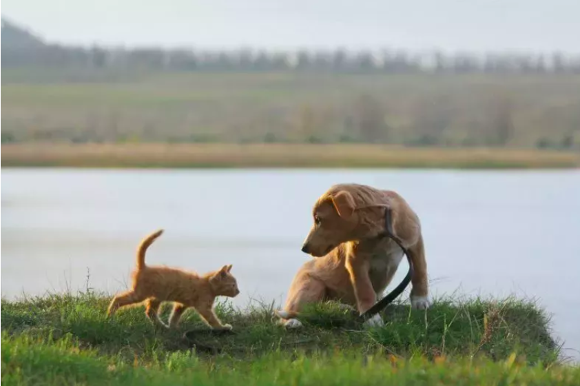 Dog Makes New Feline Friend on Walk