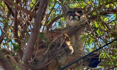 California Family Dog Chases Mountain Lion Up Tree