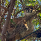 California Family Dog Chases Mountain Lion Up Tree