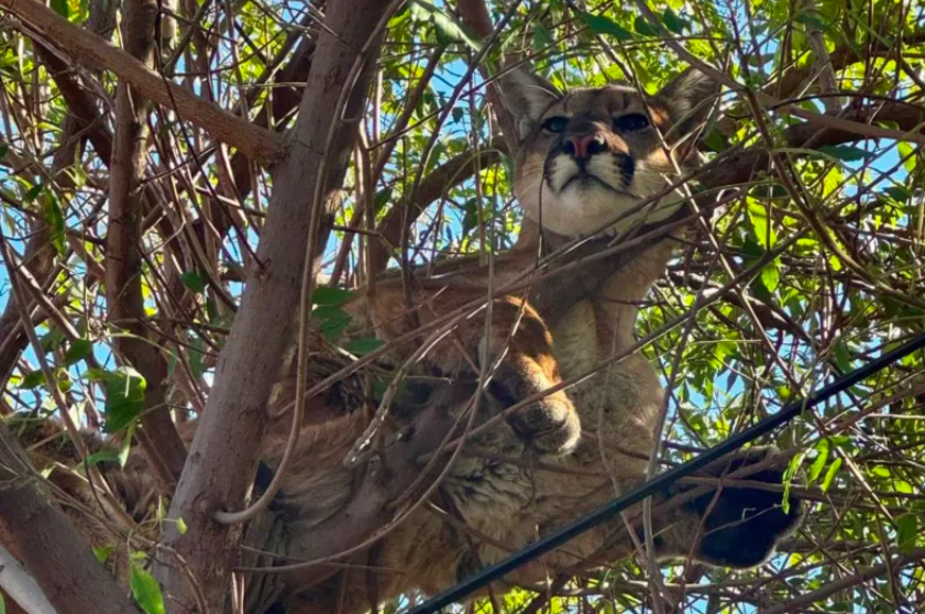 California Family Dog Chases Mountain Lion Up Tree