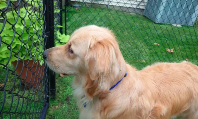 Dogs Say Goodbye to Their Senior Brother