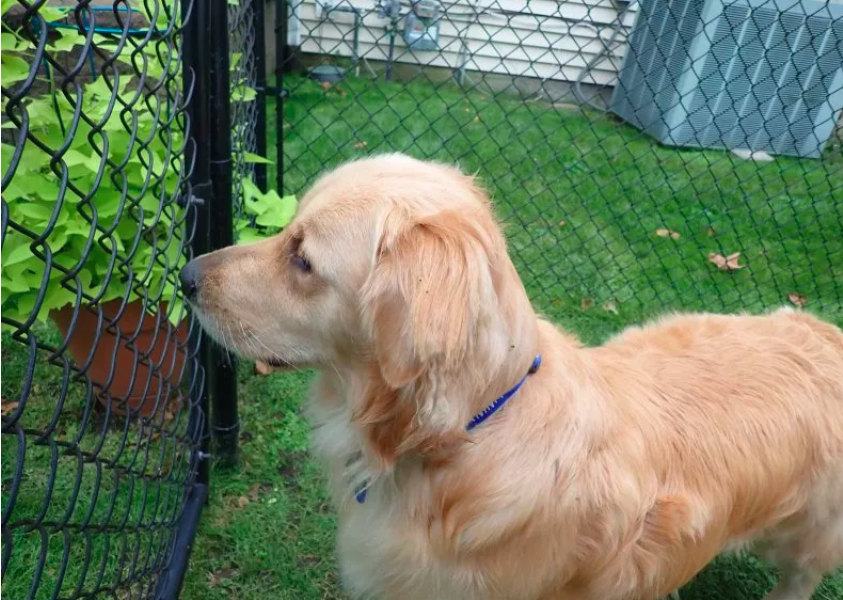 Dogs Say Goodbye to Their Senior Brother