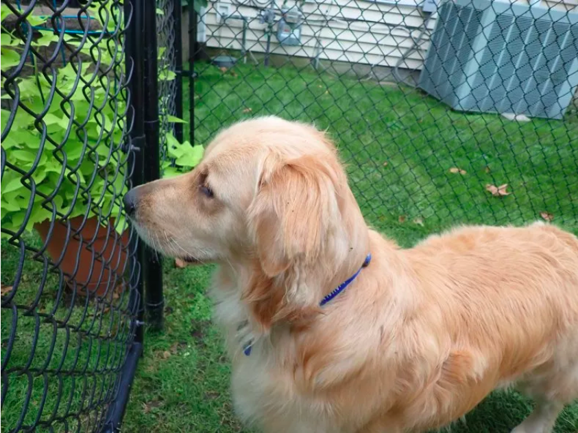 Dogs Say Goodbye to Their Senior Brother