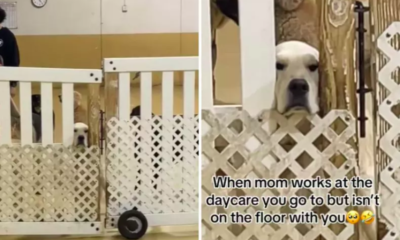 Dog’s Hilarious Reaction to Mom Ignoring Him at Doggy Day Care