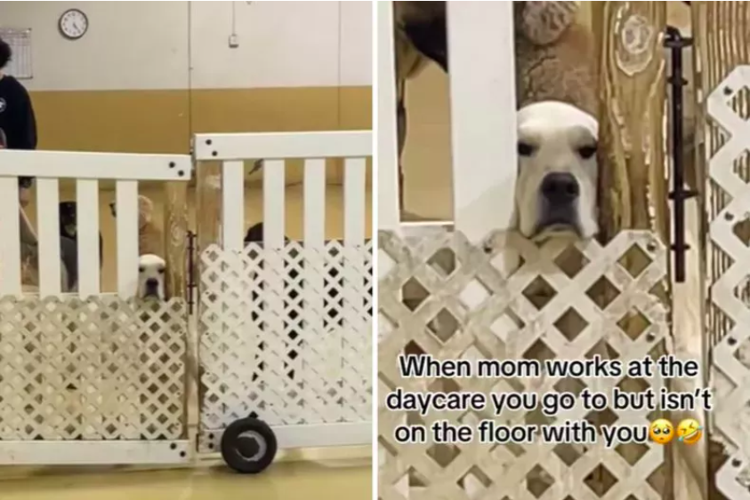 Dog’s Hilarious Reaction to Mom Ignoring Him at Doggy Day Care