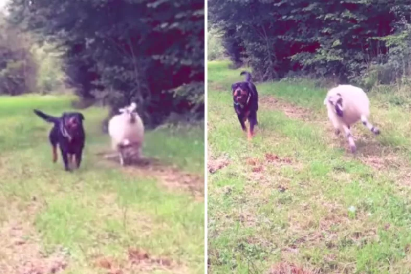 A Lamb and Rottweiler’s Unique Bond