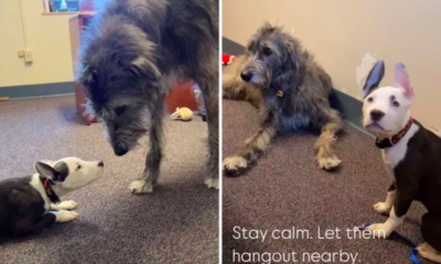 Giant Irish Wolfhound Comforts Shy Puppies