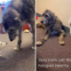 Giant Irish Wolfhound Comforts Shy Puppies