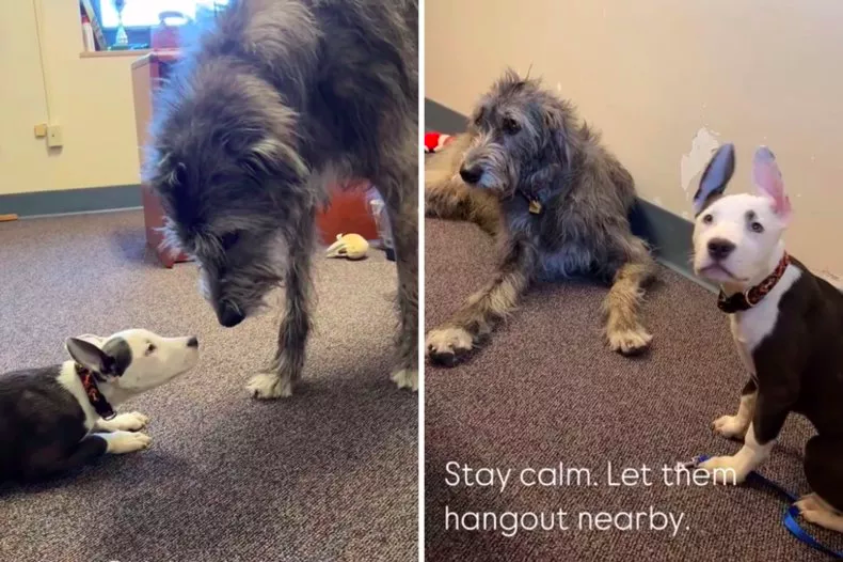 Giant Irish Wolfhound Comforts Shy Puppies