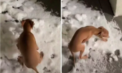 Italian Greyhound Experiences Snow for the First Time