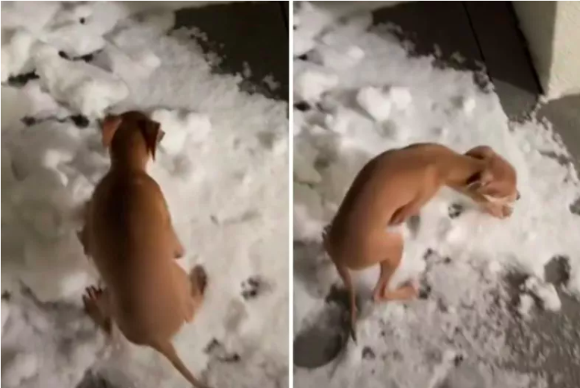 Italian Greyhound Experiences Snow for the First Time