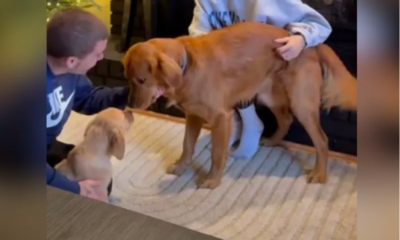 Golden Retriever’s Emotional Reaction to New Puppy Brother