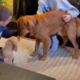 Golden Retriever’s Emotional Reaction to New Puppy Brother