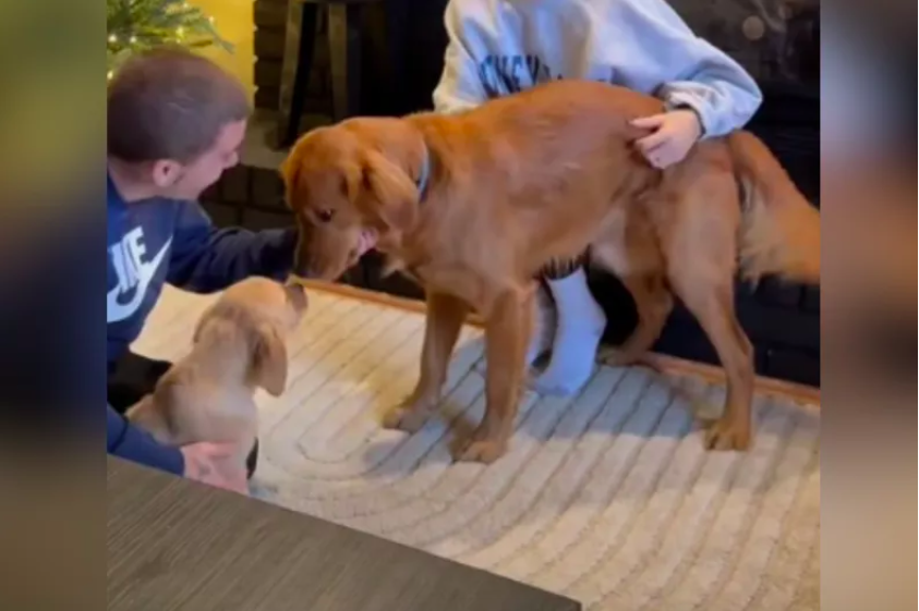 Golden Retriever’s Emotional Reaction to New Puppy Brother