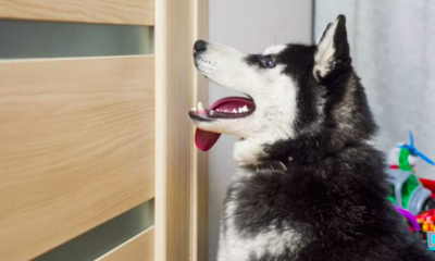 Husband Captures Wife and Husky’s Vocal Argument