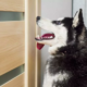 Husband Captures Wife and Husky’s Vocal Argument