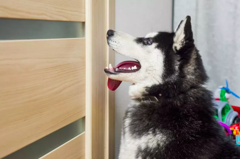 Husband Captures Wife and Husky’s Vocal Argument