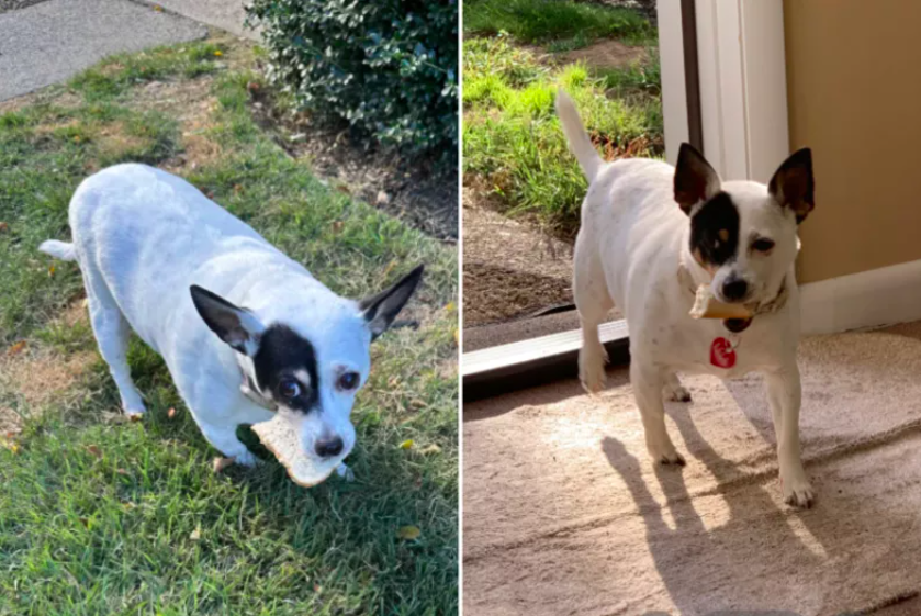 Neighbor Puts Food Out for Birds, but Dog Thinks It's for Her