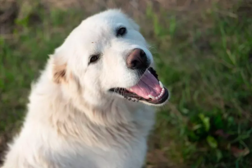 Injured Puppy Abandoned Transforms in Six Months