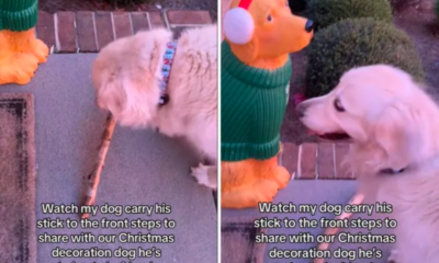 Golden Retriever Befriends Christmas Decoration