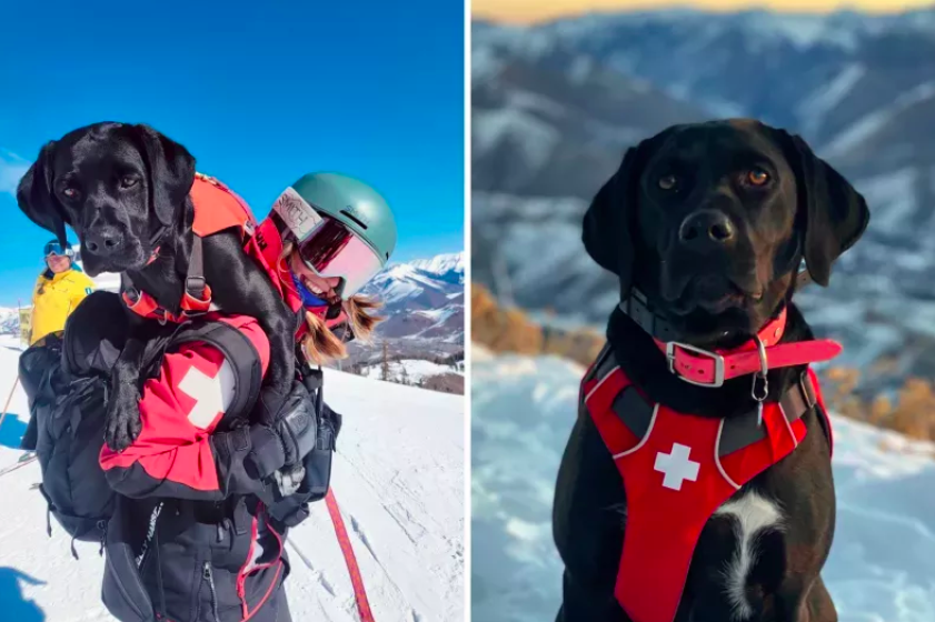 Dogs Like Millie Learn Life-Saving Skills on the Ski Slopes