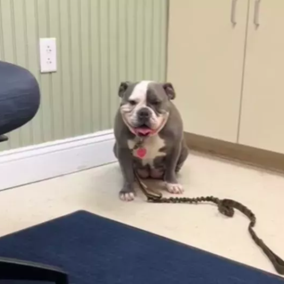 American Bulldog Becomes a Mom in Unexpected Twist