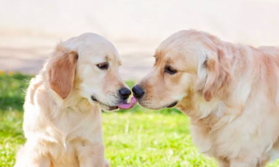 Golden Retriever Best Friends Melt Hearts