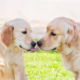 Golden Retriever Best Friends Melt Hearts